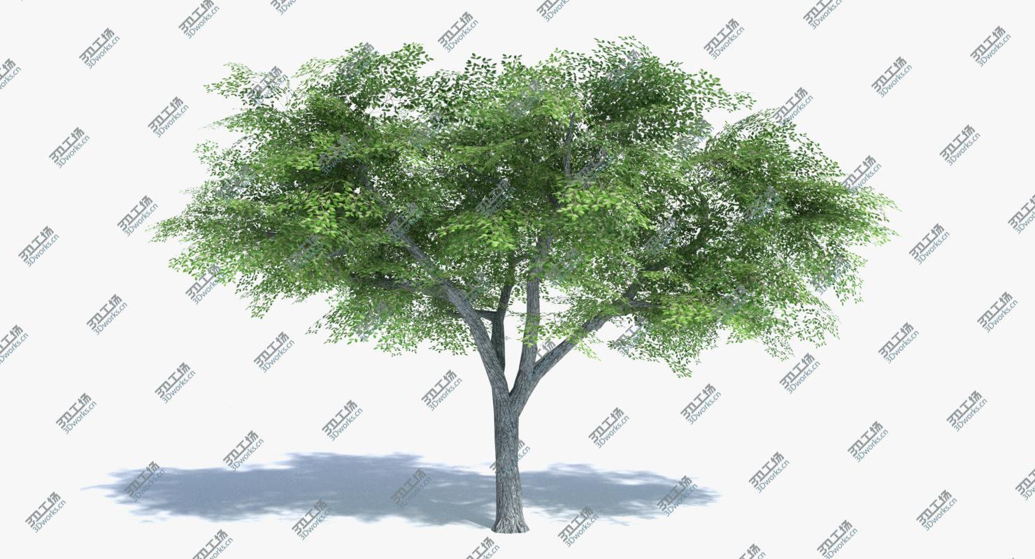 images/goods_img/20210113/Low Poly Tree Set/4.jpg